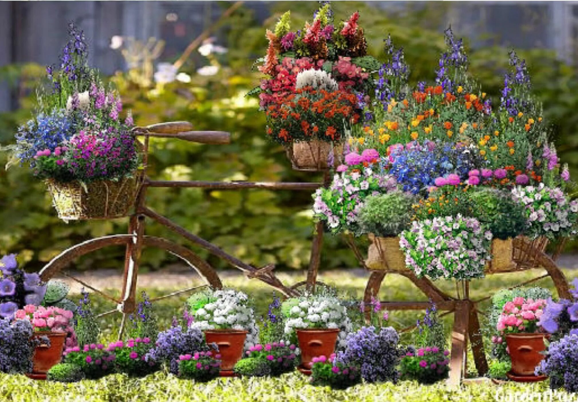 There are many flowers in the garden