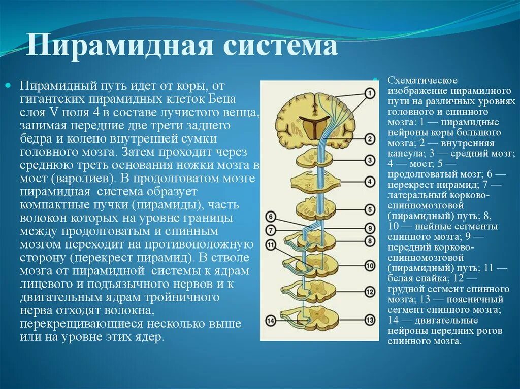 Уровни головного мозга 4 уровня. Пирамидные пути спинного мозга функции. пирамидные пути головного мозга. пирамидная система неврология. 1. строение и функции пирамидной системы..