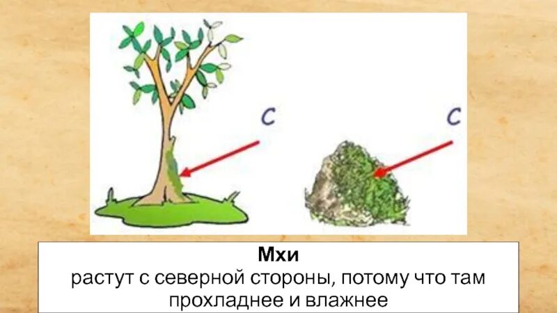 По мху можно определить. Ориентирование по мху. ориентирование на местности по мху. определение сторон горизонта по мху. ориентирование по мхам и лишайникам.