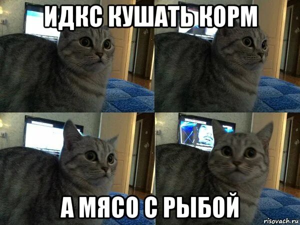 Мем кот а. Кот интервью. выпрямись мем с котом. мем про пересдачу с котом. заводской кот мем.