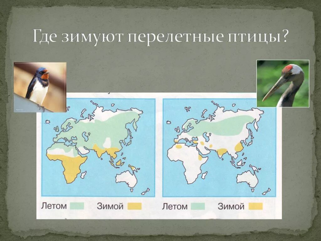 Где зимуют птицы. Где зимуют перелетные птицы. Птицы 1 класс окружающий мир. Где зимуют птицы 1 класс окружающий мир. Карта это окружающий мир 2 класс