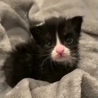 Маленький котенок слушать