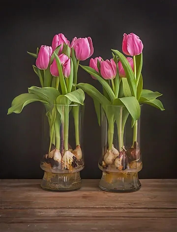 Луковичные растения тюльпаны. Тюльпан Лалибела. Decorum тюльпаны. Тюльпан Колумбус. Тюльпаны с луковицами как ухаживать после покупки