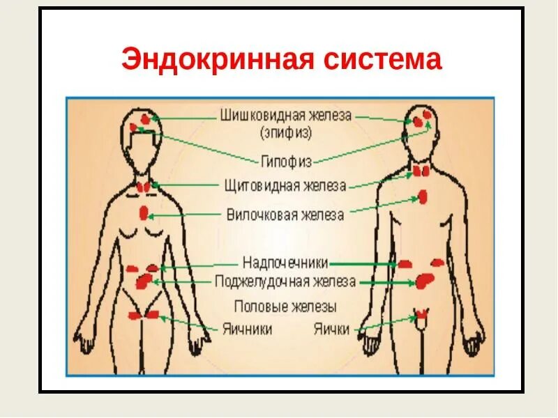 Эндокринную функцию выполняет