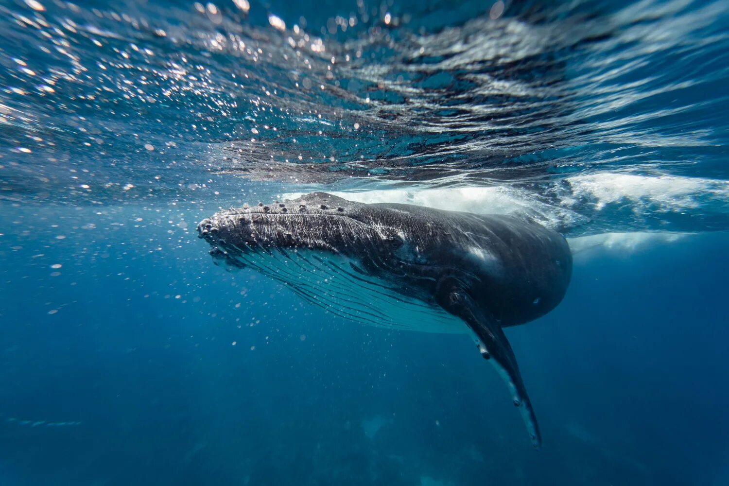 Создатель группы синий кит. Киты основатели. Киты основатели. Киты основатели. Синий кит и человек.
