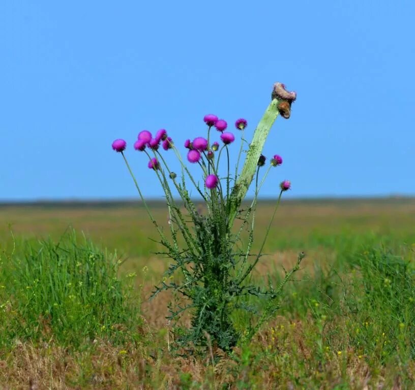 Остров тюльпанов в калмыкии. Черные земли какие растения. Черные земли какие растения. Ковыль и василек. Тюльпан геснера заповедник чёрные земли.