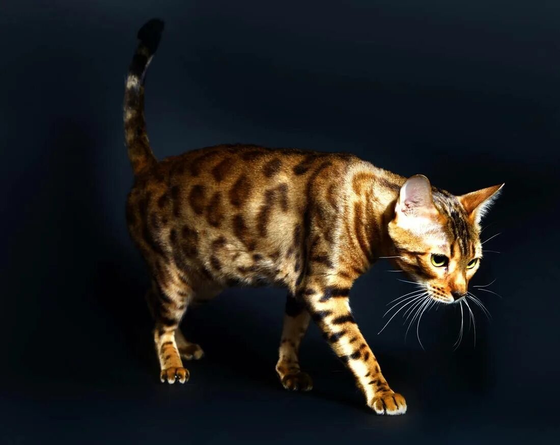 Бенгальская порода характер. Бенгальская кошка. Кошки бенгальской породы. Бенгальская леопардовая кошка. Бенгал мраморный табби.