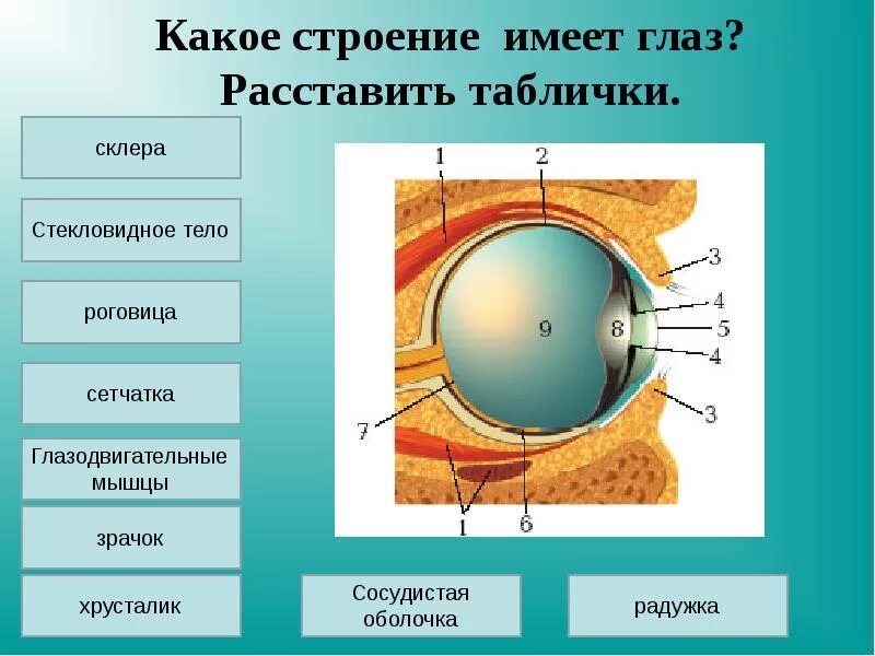 Функции структур глаза. Биология зрительный анализатор строение. анализаторы зрительный анализатор строение. радужка роговица стекловидное тело хрусталик сетчатка зрительный. строение анализатора глаза.