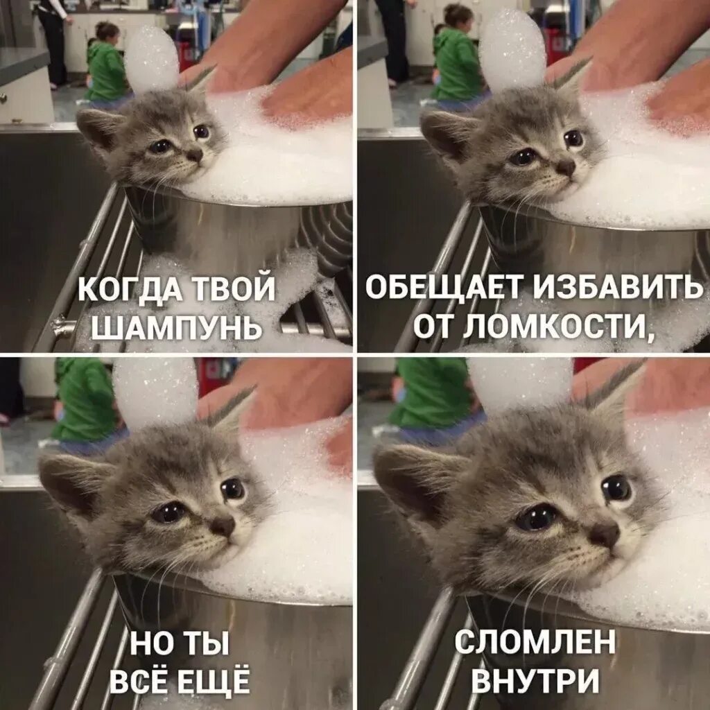 Мемы с кокотам. Крот мем. Мемы с кокотам. Мемы с котами. Мемы с котиками.