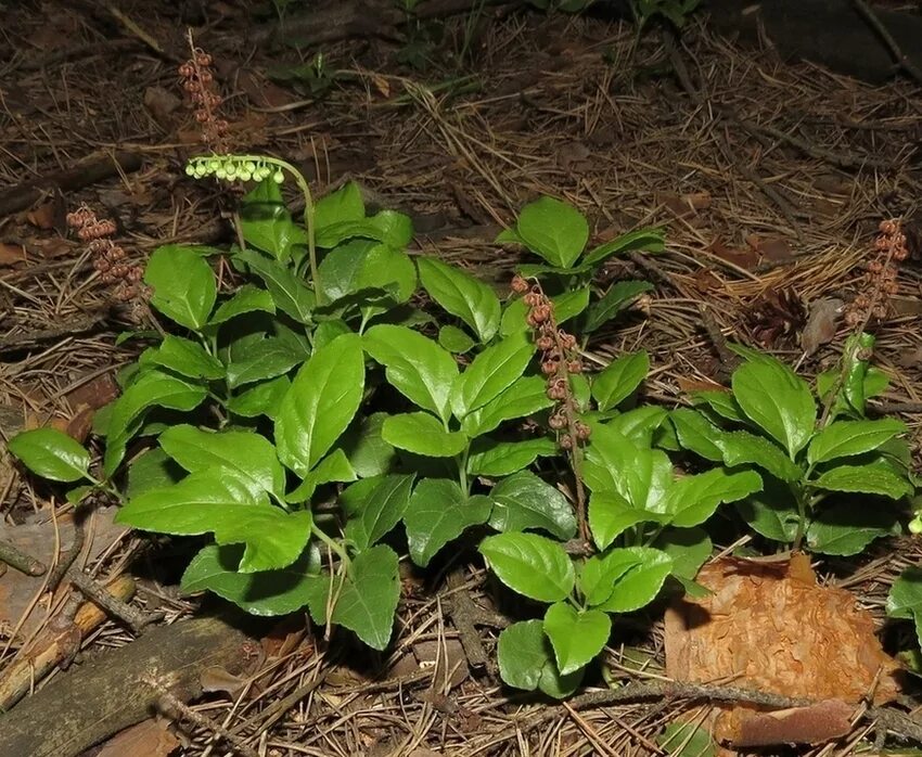 Orthilia secunda - Image of an specimen - Plantarium
