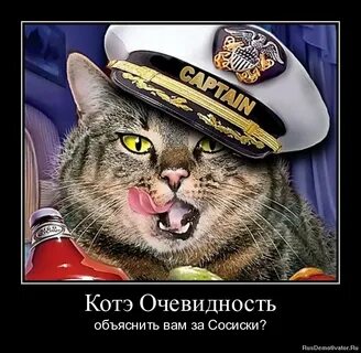 Кот кэп