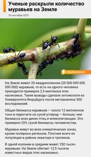 Муравей сколько лошадей