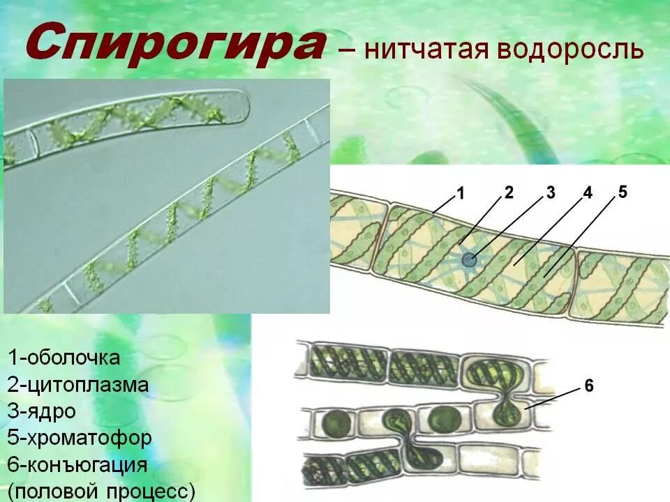 Спирогиру относят к. Многоклеточная водоросль спирогира. Строение нитчатой водоросли спирогиры. Размножение нитчатых водорослей. Водоросли улотрикс и спирогира.