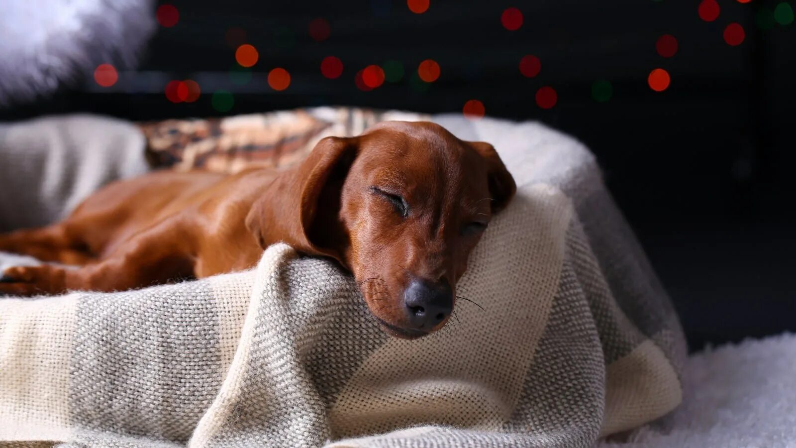 Сон такса рыжая. Такса лежит. Такса лежит на подушке. Сон такса рыжая. Собака такса рыжая.