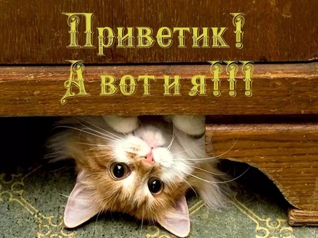 Фото привет. Приветик а вот и я. Прикольные приветствия. Котенок выглядывает. Проснулись УЛЫБНУЛИСЬ.