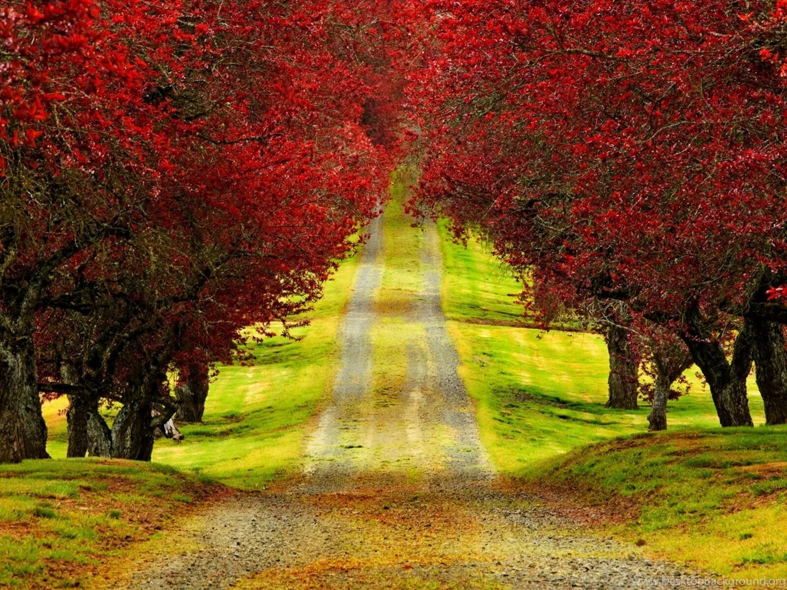 Природа. Природа осень. Красивый пейзаж. Красное дерево. Autumn is beautiful
