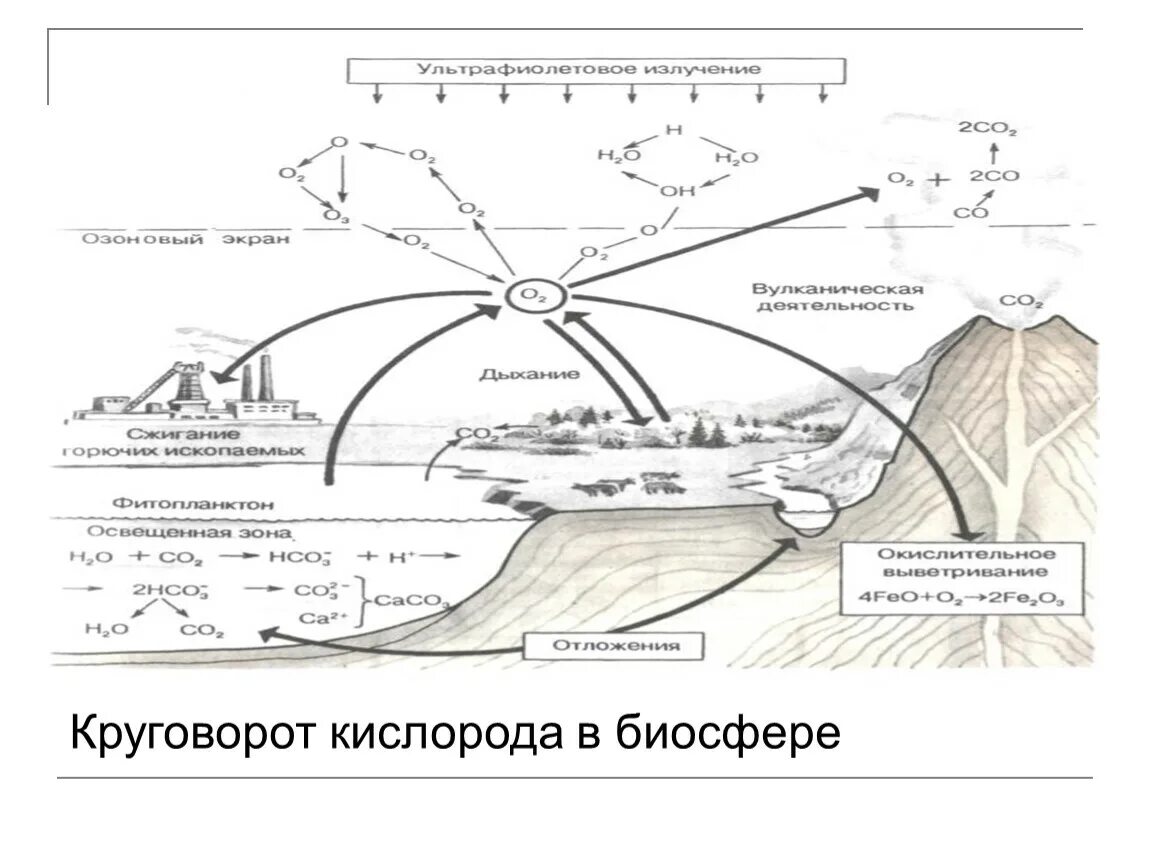 Важную роль накопления кислорода в атмосфере играют. Биосферный цикл кислорода. Схема круговорота кислорода в биосфере схема. Биогеохимический круговорот кислорода. Биогеохимический цикл кислорода схема.