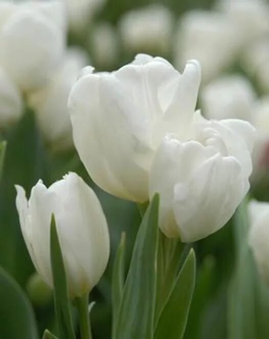 White tulip. Тюльпан weisse berliner. тюльпан white emperor. тюльпан уайт эмперор. тюльпан многоцветковый вайсе берлинер.