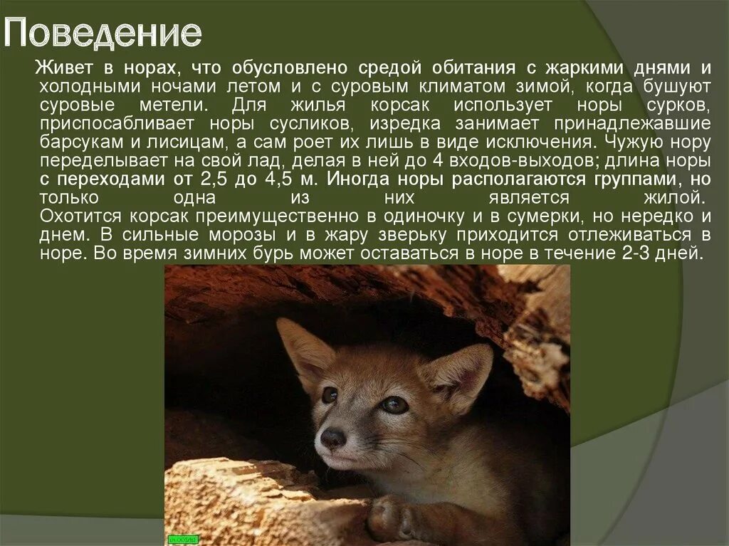 Сообщение о корсаке. Сообщение о корсаке