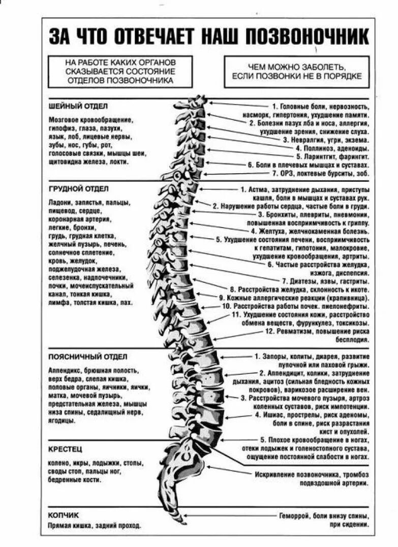 Буквы поясница. 2 Грудной позвонок за что отвечает. 1-2 Отдел позвоночника. За что отвечают позвонки шейного отдела позвоночника. Позвоночник отделы с 4_со1.