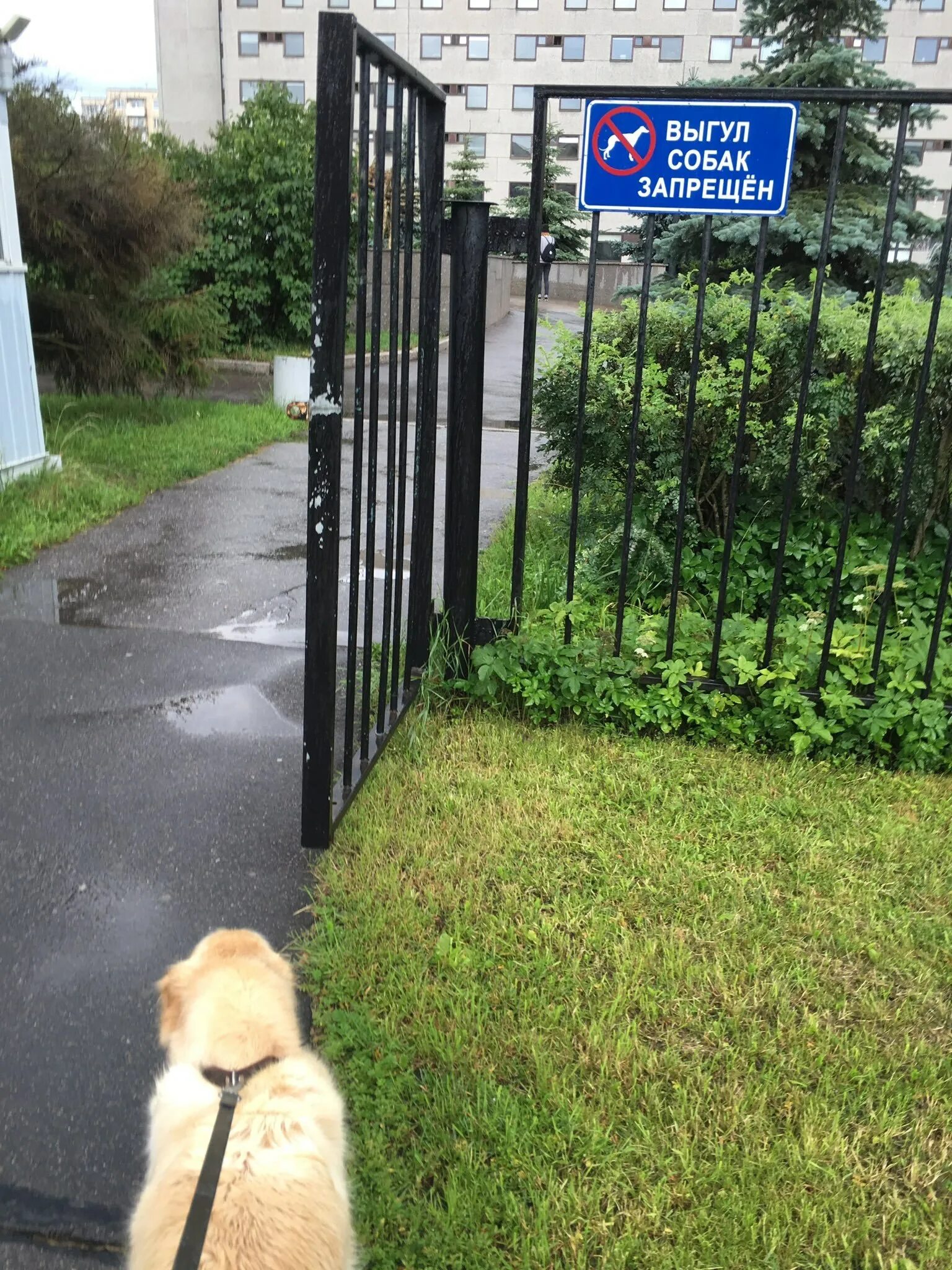 Собака без намордника. Выгул домашних животных. Памятка по выгулу собак. Выгул собак. Выгул собак.