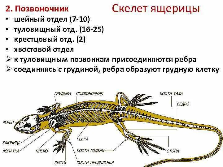 Опорная система рептилий. Строение скелета ящерицы. Строение скелета рептилий. Отделы скелета и строение ящерицы. Отделы позвоночника прыткой ящерицы.