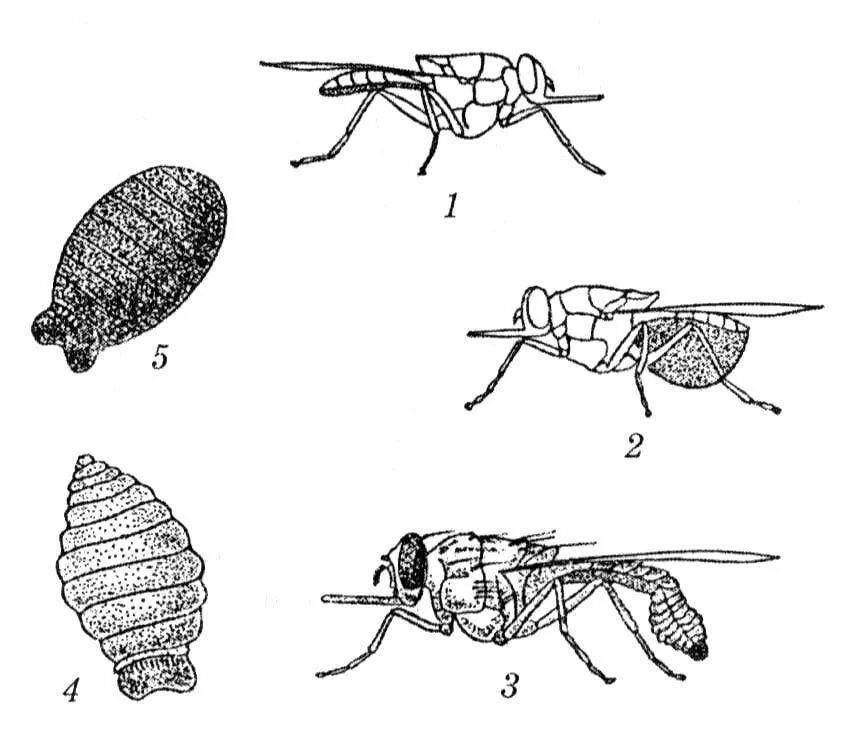 Муха ЦЕЦЕ цикл. Жизненный цикл мухи ЦЕЦЕ. Стадии развития мухи ЦЕЦЕ.