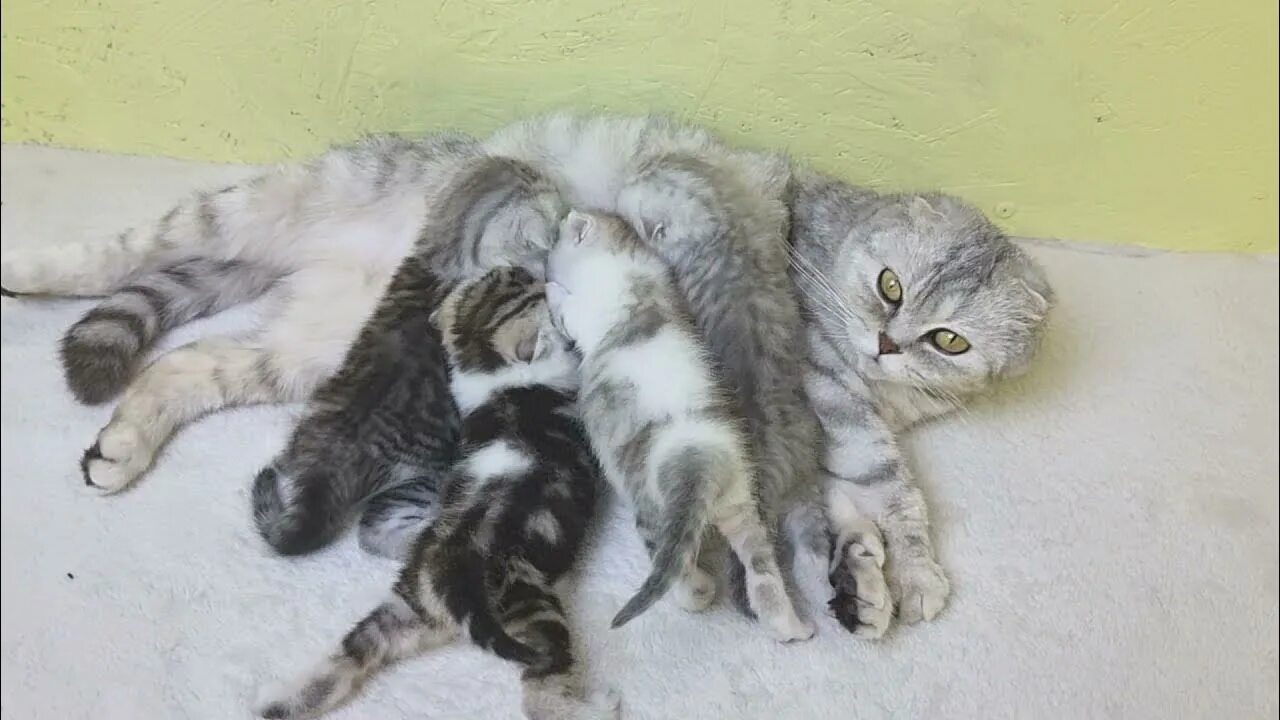 Сколько раз кошка кормит котят. Кошка кормит котят. Шотландские котята с кошкой мамой. Мама кошка кормит котят. Кормящая кошка.