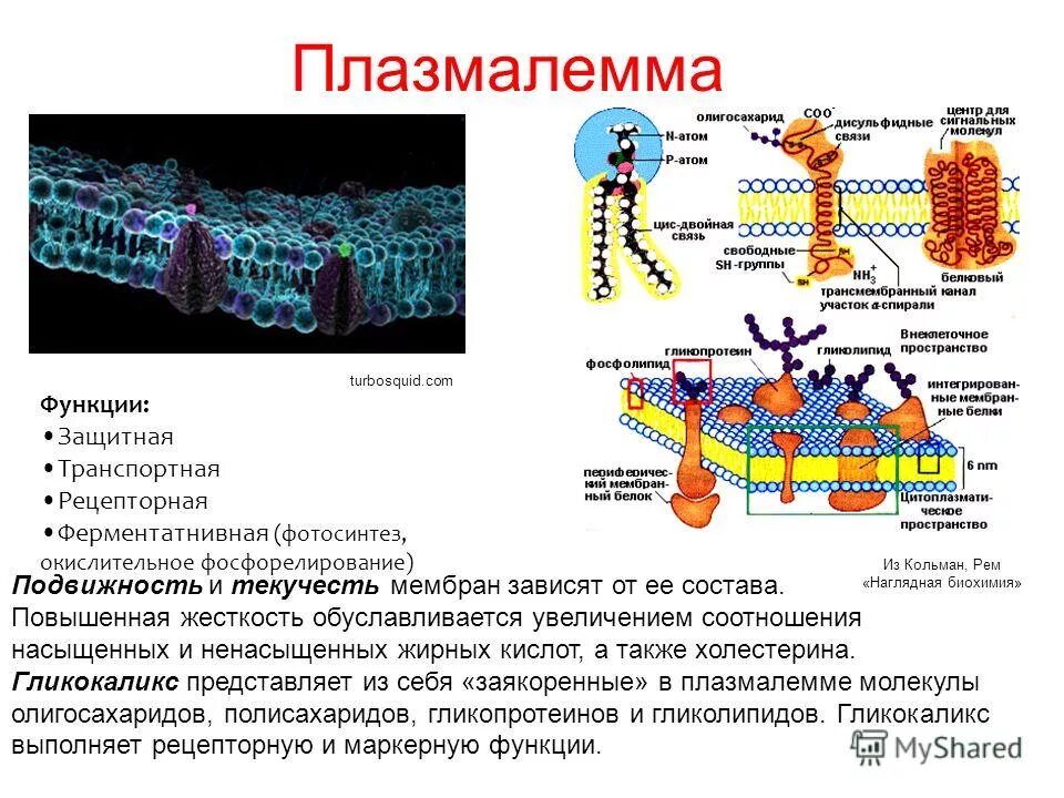 Какую из перечисленных функций плазматическая. Мембрана строение плазмолемма. плазматическая мембрана плазмалемма. схема строения плазматической мембраны плазмалеммы. плазматическая мембрана плазмалемма функция.
