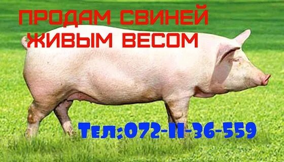 Сдам свинью. Закупаем свиней живым весом. Свинья живым весом рисунок. Доставка свиней живым весом.