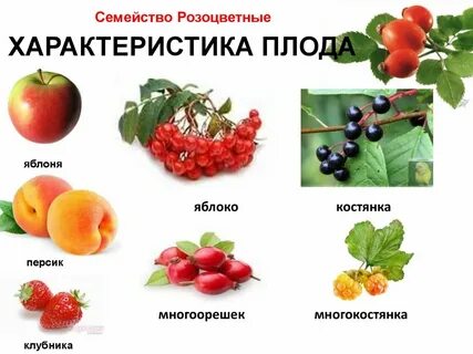 К какому семейству относится плод