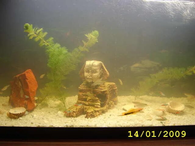 Почему желтеет вода в аквариуме. Муть в аквариуме. Желтеют растения в аквариуме. Мутнеет вода в аквариуме. От чего желтеет вода в аквариуме сорняка.