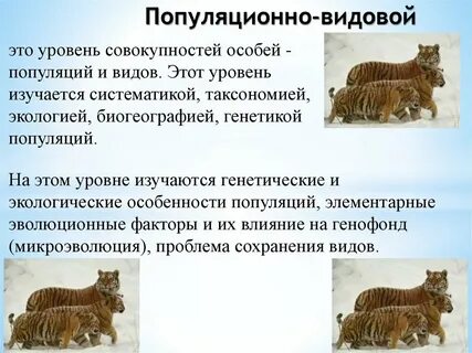 Наука изучающая видовой уровень