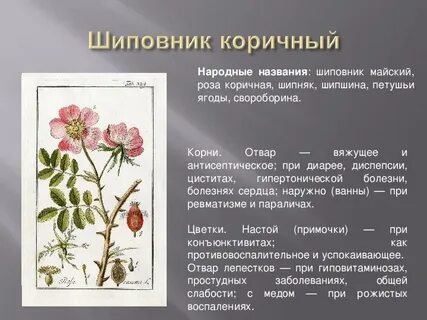 Систематическое положение шиповника дикого 7 класс биология