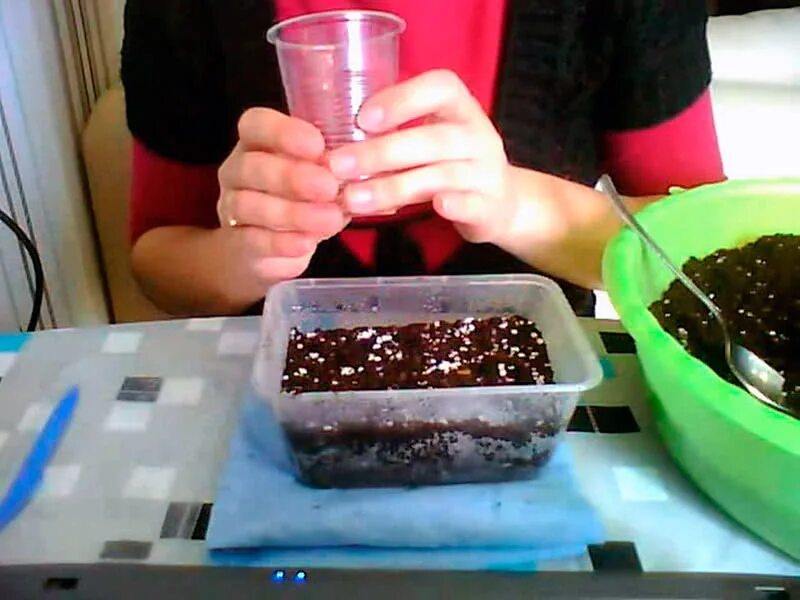 Семена стратификация. Посев семян дельфиниума. Дельфиниум посев на рассаду. Посев семян дельфиниума. Всходы дельфиниума.