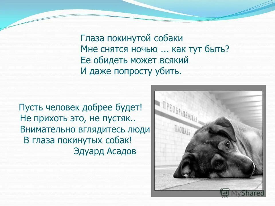 Сколько собак видишь. Глаза покинутой собаки. Асадов глаза покинутой собаки. Глаза покинутой собаки мне снятся ночью как тут быть.