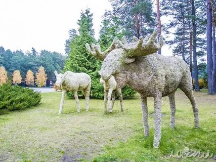 Радон гродненская