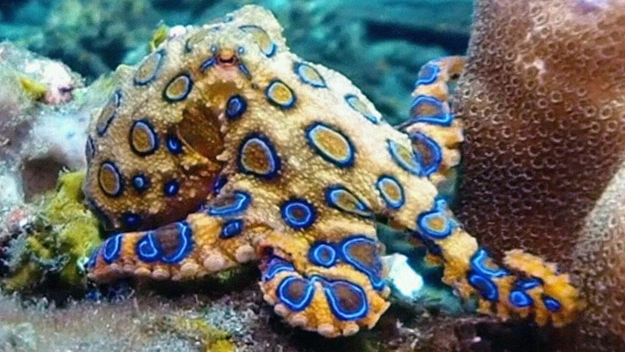 Осьминог на андроид. Синекольчатый осьминог. giant pacific octopus. changed осьминог. octopus changes color.