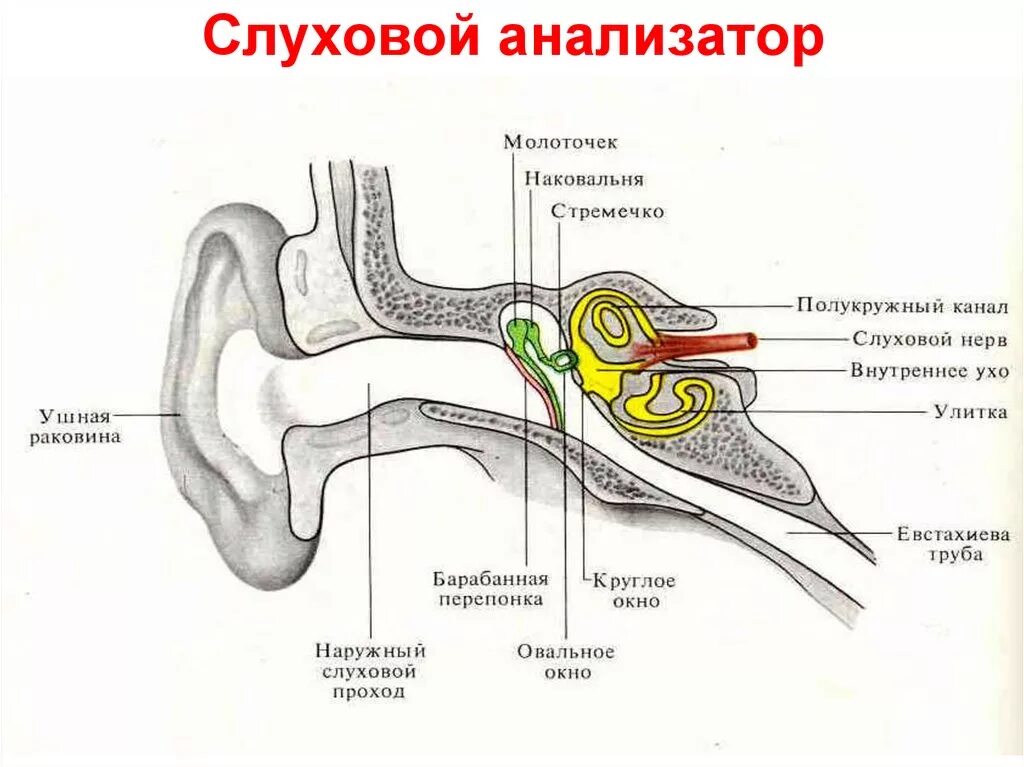 Нервы органа слуха. Графологическое строение слухового анализатора. Строение строение слухового анализатора. Схема слухового анализатора анатомия. Строение слухового анализатора человека анатомия.