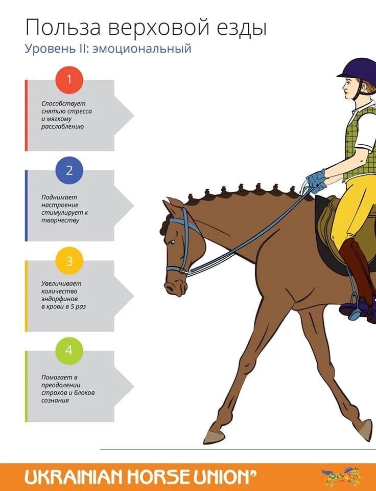 Польза верховой езды. Верховая езда. Польза занятий конным спортом. Польза конного спорта. Уроки по верховой езде.