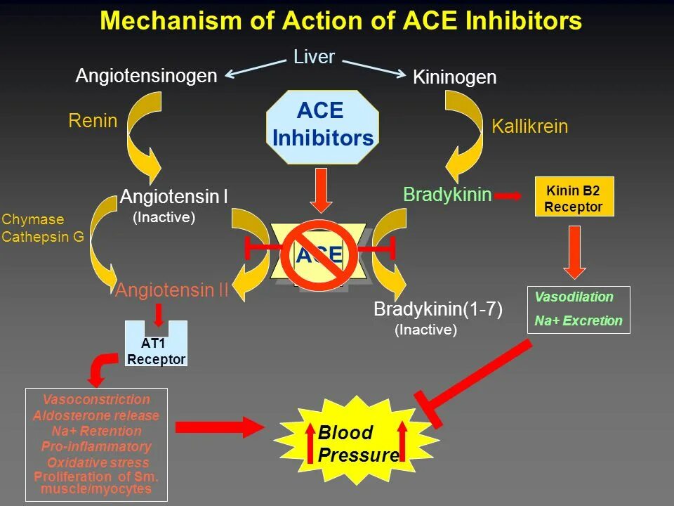 Mechanism of action. Ace inhibitors. Acei mechanism of Action. Mechanism of Action of angiotensin converting Enzyme inhibitors. Ace inhibitors Side Effects.