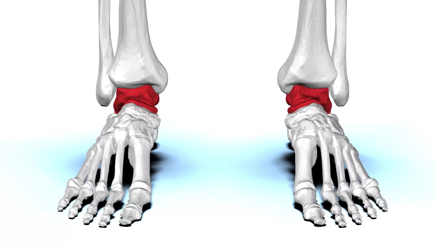 Лишняя косточка на ноге. Скелет нижних конечностей без подписей. Стопы взрослых мужчин. Ноги без костей. Стопа плоскостопие.