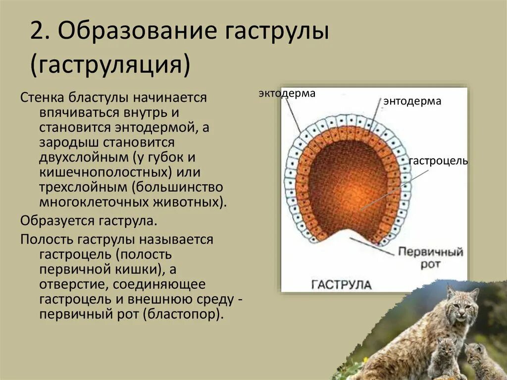 Гаструла эктодерма. Гаструла амфибий рисунок. строение гаструлы амфибий. строение гаструлы. образование гаструлы.