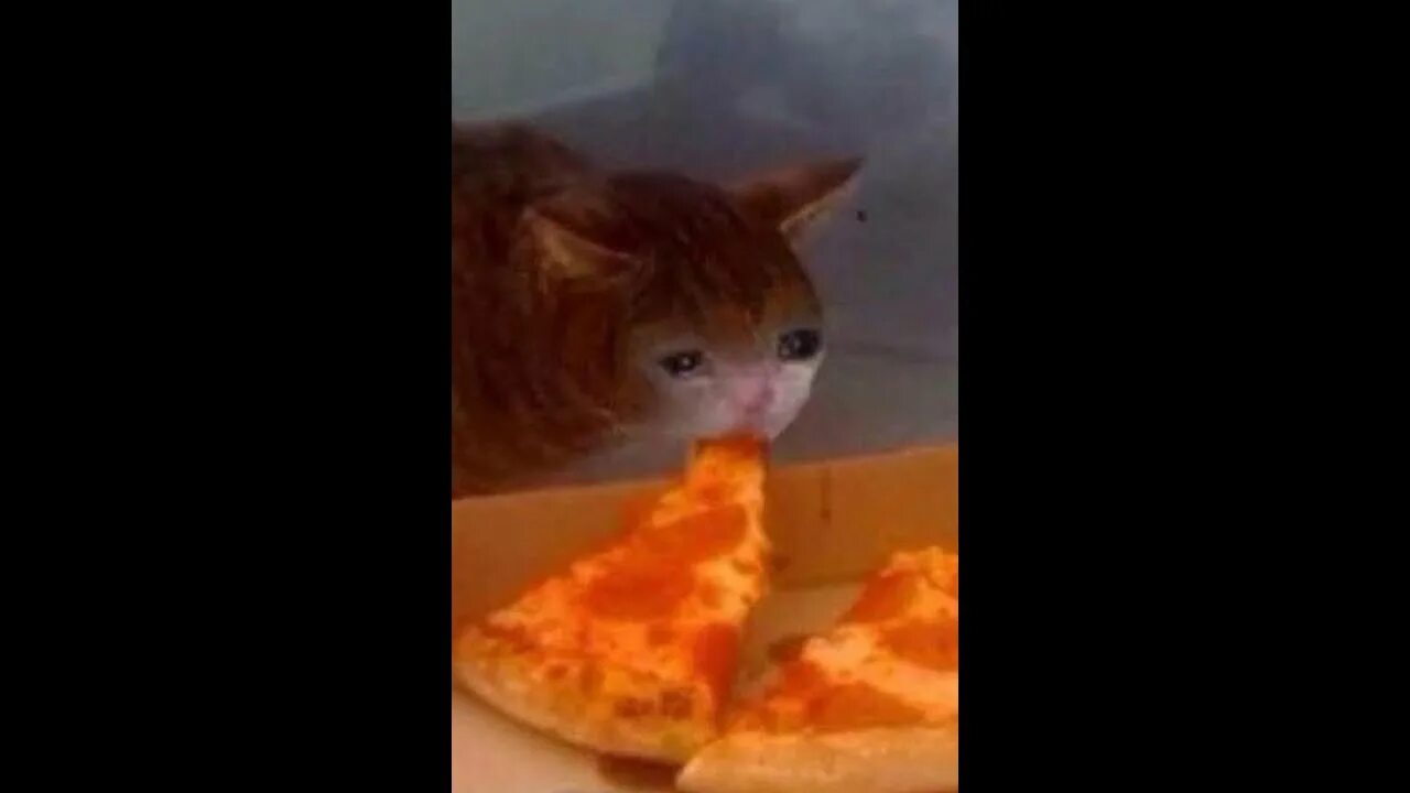И вкусно и грустно. Вкусно и грустно кот. Кот на куске пиццы. Грустно но вкусно кот. Плачущий кот с пиццей.