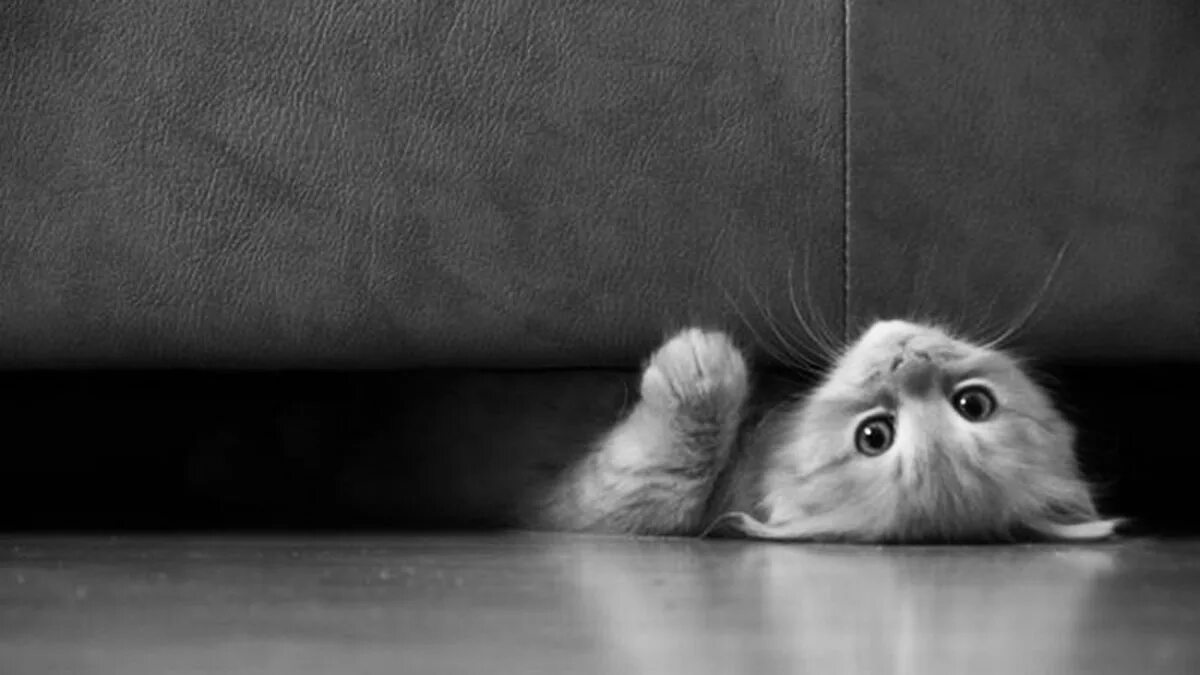Кошка под диваном. Котенок под диваном. Котенок выглядывает из-под дивана. Очень грустно.