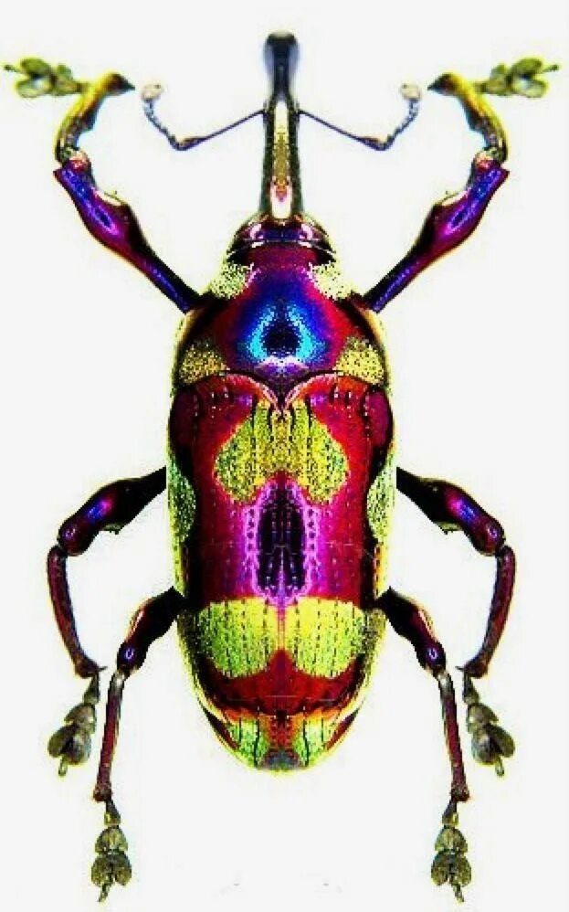 Яркость 25. Яркие насекомые. Красочные жуки. Цветные насекомые. Самые яркие жуки.