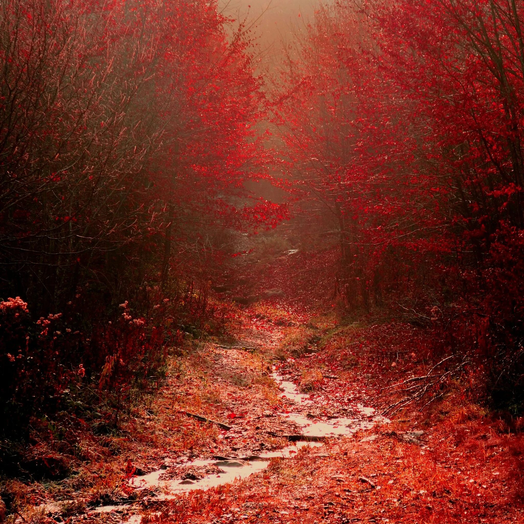 Красный лес участок. Красный лес. Багряный лес. Пейзаж в красных тонах. Мрачный пейзаж.