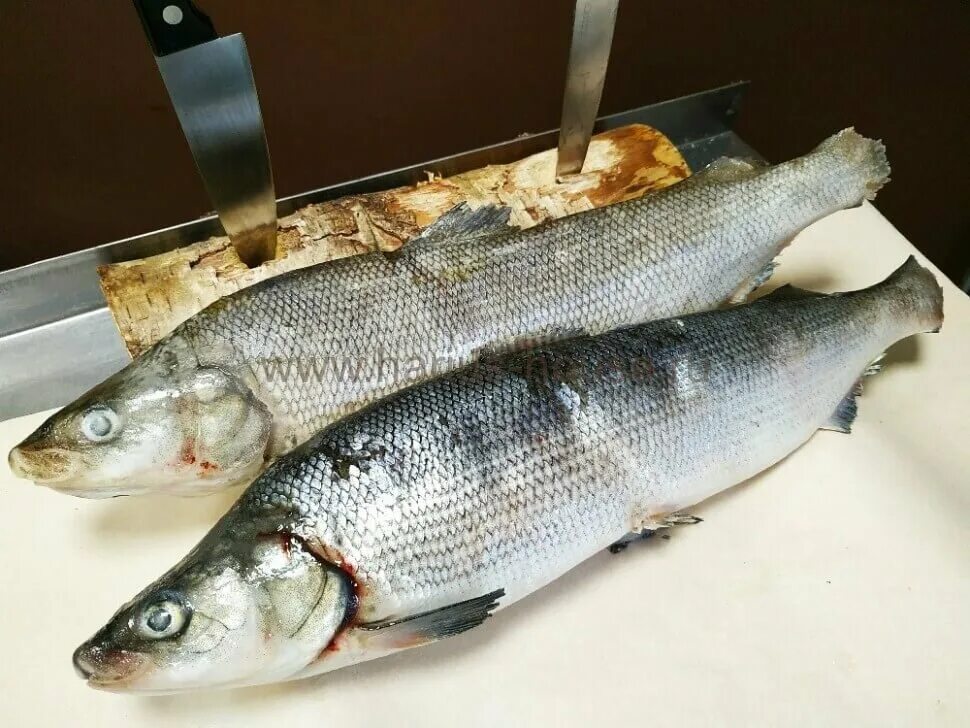 рыба муксун 2кг. муксун рыба. муксун холодного копчения. муксун 1 кг. северная рыба муксун.