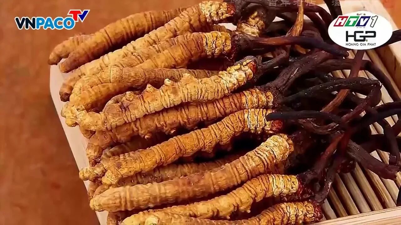 Картинки ПРИМЕНЕНИЕ ГРИБА КОРДИЦЕПС