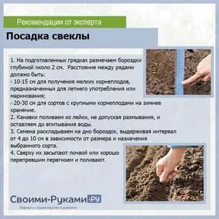 Расстояние между свеклой при посадке